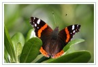 Farfalla  n�2