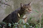 Ritratto d'un gatto