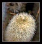 Peluche vegetale Peluche vegetale
