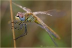 Sympetrum fonscolombei

Canon 40D + Sigma 70 macro
Iso400 - 1/100sec. - F6,3 - mano libera.
HR
http://images6.fotoalbum.virgilio.it/v/www1-6/200/200879/369129/IMG_8201-or.jpg

Ringrazio anticipatamente chi volesse lasciare una critica o un semplice commento...