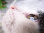occhi di gatto occhi di gatto