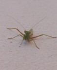 mantide religiosa 1 mantide religiosa 1
