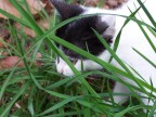 gattino nell'erba gattino nell'erba