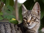 Gatto di campagna Gatto di campagna