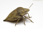 Odontotarsus caudatus Odontotarsus caudatus