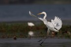Airone Bianco in atterraggio...