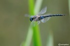 Aeshna mixta in volo