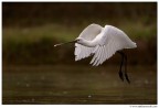 Volando Volando