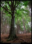 Maestosa nel bosco Maestosa nel bosco