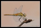 libellula2 libellula2