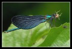 libellula 3 libellula 3