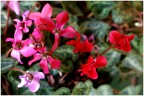 Ancora fiori ? Ancora fiori ?