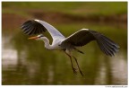 Volo Volo