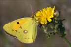 On yellow On yellow
