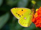 Yellow Yellow