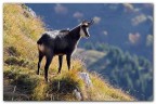 Un gran bel maschio. Un gran bel maschio.