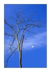 l'albero....e la luna l'albero....e la luna