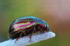 Chrysolina americana Chrysolina americana