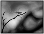 Libellula # 3 Libellula # 3