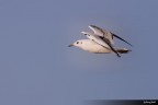 gabbiano gabbiano