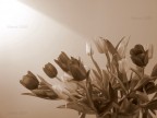 Tulipan! Tulipan!