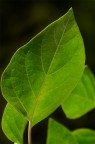 Natural Natural