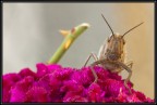 Cavaletta Locusta Anacridium aegyptium Cavaletta Locusta Anacridium aegyptium