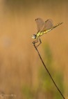 .....sympetrum fonscolombii .....sympetrum fonscolombii