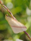 farfallina farfallina
