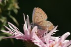 Bella farfalla in posa