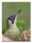 Ritratto di picchio verde Ritratto di picchio verde