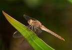 Libellula Al Sole ! Libellula Al Sole !