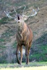 Il bramito Il bramito