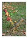 Autunno Autunno