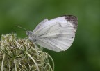 Una delle ultime farfalle... Una delle ultime farfalle...