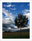 l' albero l' albero