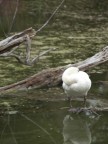 riposo del cigno riposo del cigno