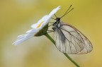 aporia crataegi aporia crataegi