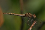 Libellula Atto II