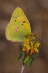 Colias crocea Colias crocea