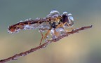 Sirfide congelata Sirfide congelata