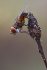 Ectophasia crassipennis (femmina) Ectophasia crassipennis (femmina)