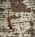 Mimetismo.
Pentax K20d - Tamron 70-210 f/5.6 1/1500