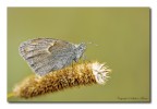 Coenonympha-pamphilus 3 Coenonympha-pamphilus 3