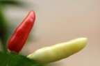 IL ROSSO & IL GIALLO IL ROSSO & IL GIALLO