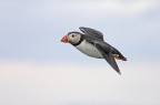 PUFFIN IN VOLO
