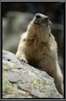 Marmotta # 1