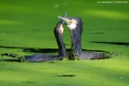 cormorani cormorani