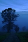 The Tree,the Fog and the Moon in a Blue Sky