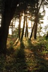 Forest Forest